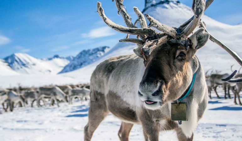The Frozen Wonders of Lapland