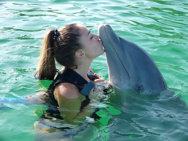 swimming with dolphins in Florida