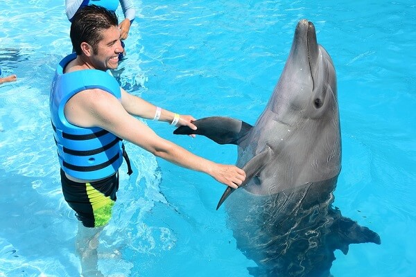 swimming with dolphins in Florida